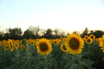 Obraz premium Beautiful view of field with yellow sunflowers at sunset