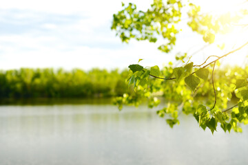 Summer nature, blurred background. Landscape of tree branches and green leaves hanging down over a lake or river