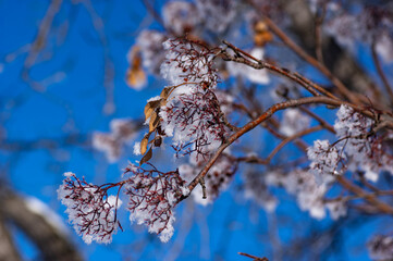 Seed pods covered with hoar frost against a clear blue sky.