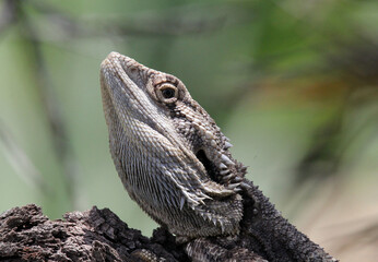 Close up portrait of an eastern bearded dragon reptile lizard