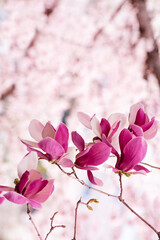 Fototapeta premium 자주색 목련꽃과 벚꽃