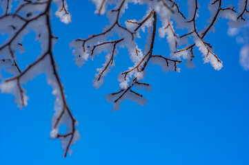 hoar covered branches shot with a macro lens aginst a blue sky with copy space