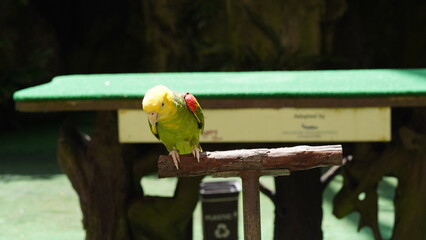 Yellow headed Amazon Parrot|Amazona oratrix|Amazona|黃頭亞馬遜鸚鵡