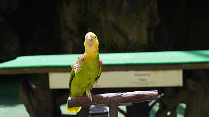 Yellow headed Amazon Parrot|Amazona oratrix|Amazona|黃頭亞馬遜鸚鵡