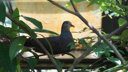 The laughing dove (Spilopelia senegalensis) is a small pigeon that is a resident breeder in Africa