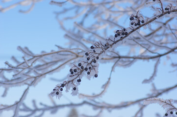 Frozen berries covered in hoar frost against a beautiful blue sky