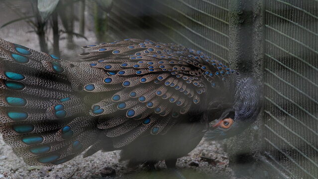 ハイイロクジャクキジ（灰色孔雀雉、学名：Polyplectron bicalcaratum）
（英名：Grey Peacock-Pheasant）

ハイイロクジャクキジ（Grey Peacock-Pheasant） は、キジ科（Phasianidae）に属する美しい鳥で、東南アジアの森林に生息するクジャクキジの一種 です。オスは灰色の羽に金属光沢のある青緑色の斑点（アイスポット）が広がり、クジャ