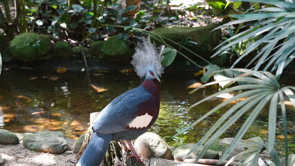 Victoria Crowned Pigeon|维多利亚凤冠鸠|Goura victoria|pigeon-Head shot