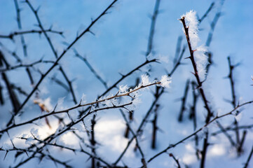Fototapeta na wymiar Hoar frost on twigs in the snow during winter