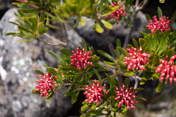 Warratah flowers in Tasmania