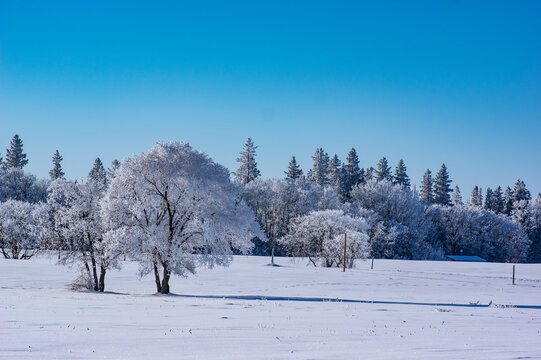 Nature's winter wonderland, trees are covered in hoar frost, in a snowy meadow against a clear blue sky.
