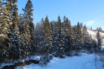 Snowy Forest, Whitemud Park, Edmonton, Alberta
