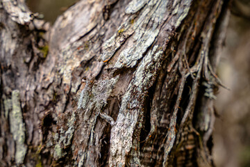 bark of a tree