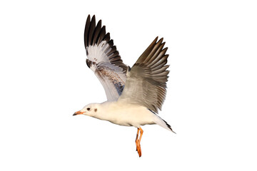 Beautiful seagull flying isolated on transparent background.