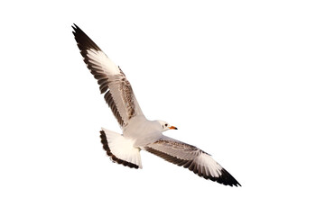 Beautiful seagull flying isolated on transparent background.