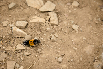 lophocampa maculata caterpillar on rocks