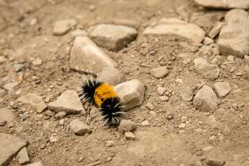 Tiger moth caterpillar isolated on rocks