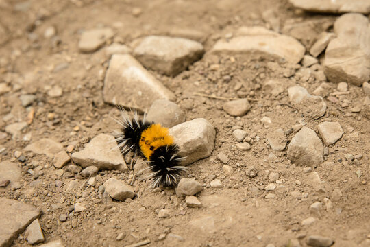 Tiger Moth Caterpillar Isolated On Rocks