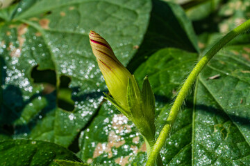 candy cane flower bud