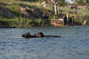 Fototapeta premium Two buffalos in water or lake, bathing indian buffaloes in lake or pond or river, two black buffaloes in pond bathing in summer because of hot temperature