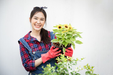 Happy Asian woman gardener, Entrepreneur proud to present sunflowers or ornamental farm with white as copy space at the background.