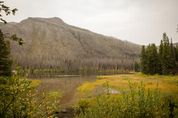 Mountain lake forest in summer