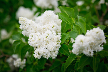 White lilacs are blooming. White lilac on a tree. Flowers of white lilacs. Beautiful summer lilac.