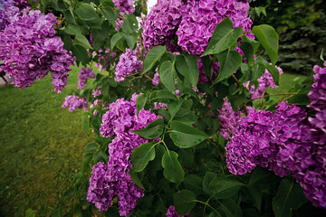 Closeup of lilac flowers. Spring banner with place for text. Nature concept