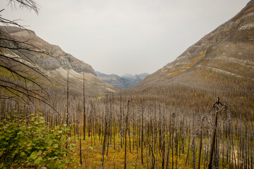 Burnt forest in a mountain valley