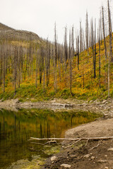 Mountain lake shoreline with burnt forest
