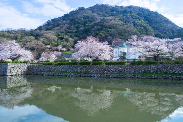 Fototapeta na wymiar 久松公園の満開の桜 鳥取県 久松公園
