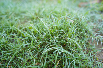 Frosted grass in winter time. Focus is chiefly on the tuft just below and right of the image centre.