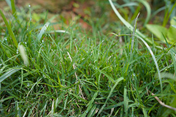 Frosted grass in winter time. Focus is chiefly on the tuft just below and right of the image centre.