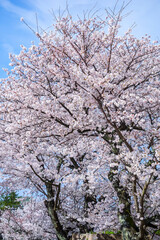 久松公園の満開の桜 鳥取県 久松公園