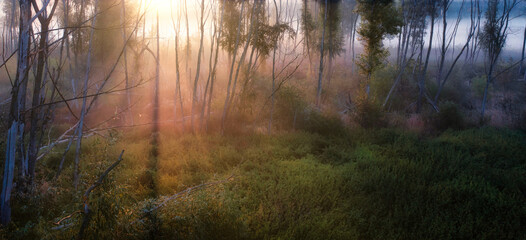 Obraz premium Dawn over the meadow. A wonderful summer landscape. Drone view. Morning fog.