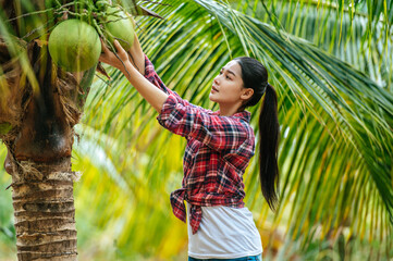 Portrait of Happy Asian farmer woman check quality of coconut in farm and showing natural fruit...