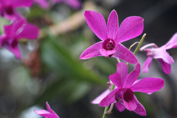 Purple orchid flower. Phalaenopsis orchid flowers 