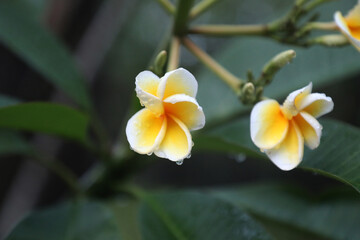 Fototapeta na wymiar Plumeria Flowers. Known as the Bunga Kamboja in Indonesia
