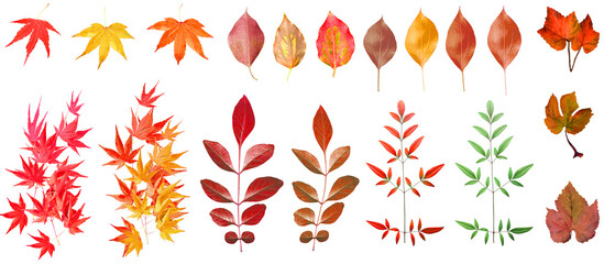 Fototapeta na wymiar 【PNG透過素材】紅葉と落ち葉いろいろ１９種類