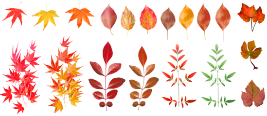 【PNG透過素材】紅葉と落ち葉いろいろ１９種類