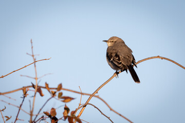 Northern Mocking bird perched