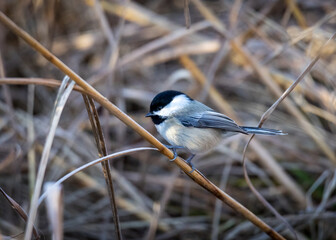 Black-capped chickadee is the grass