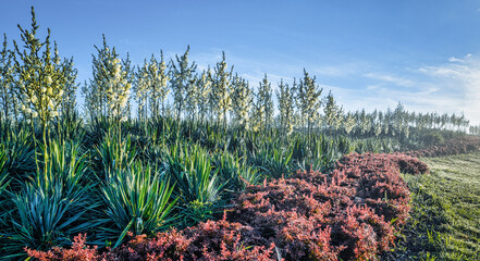 Large flower bed with flowering yucca. Exotic ornamental plant.