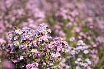 An image close-up selected focus a aster bloom purple color in field autumn bush in meadow use for background.