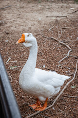 A close-up 70mm shot of a goose