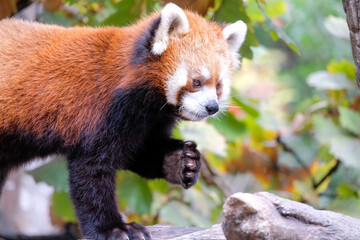 レッサーパンダ