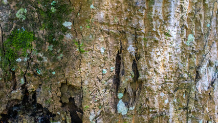 amazing wood bark texture as background