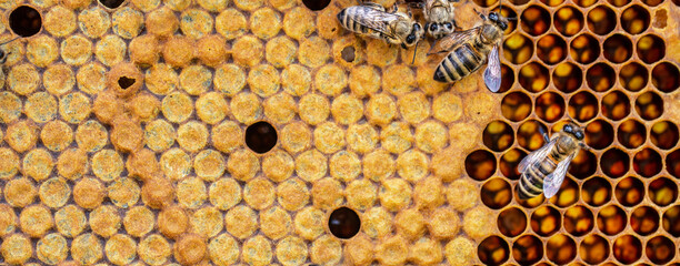 Honey bees on a honeycomb with a closed brood texture