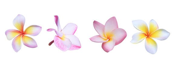 Plumeria or Frangipani or Temple tree flower. Collection of pink plumeria flowers isolated on white...