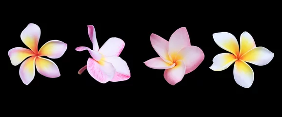 Tuinposter Plumeria or Frangipani or Temple tree flower. Collection of pink plumeria flowers isolated on black background. © Tonpong
